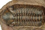 Detailed Reedops Trilobite - Lghaft, Morocco #359489-1